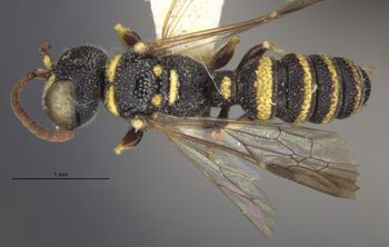 Media type: image;   Entomology 23538 Aspect: habitus dorsal view